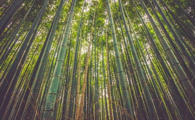 Tongkat Emas di Tengah Hutan Bambu