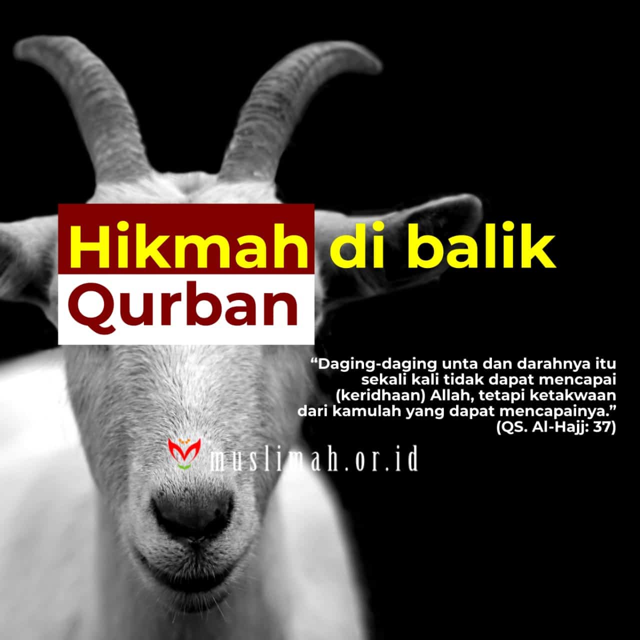 Hikmah Di Balik Qurban