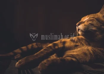 Cara Menghadapi Rasa Malas dalam Menuntut Ilmu