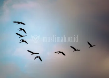 Siapakah yang Paling Berhak Merasakan Hijrahku 2